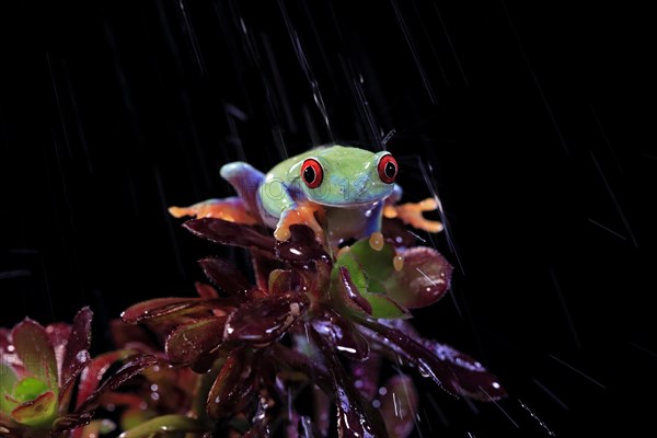 Red-eyed tree frog (Agalychnis callidryas), adult, on eonium, in the rain, captive, Central America