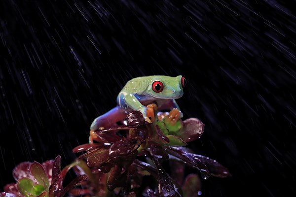 Red-eyed tree frog (Agalychnis callidryas), adult, on eonium, in the rain, captive, Central America