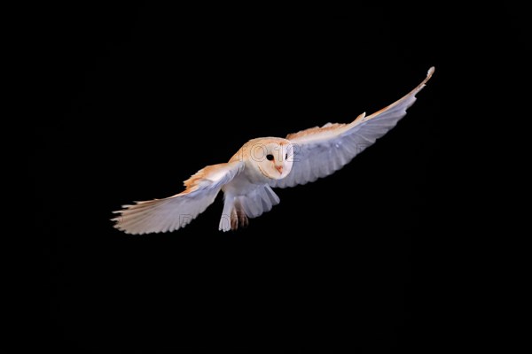 Barn owl, (Tyto alba), adult, flying, landing, on rocks, at night, Lowick, Northumberland, England, Great Britain