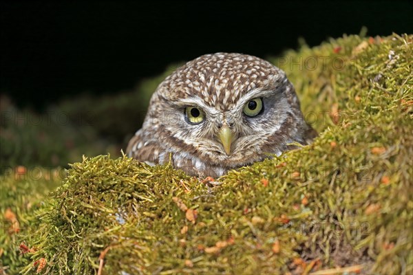 Little owl (Athene noctua), (Tyto alba), adult, at breeding den, alert, portrait, Lowick, Northumberland, England, Great Britain