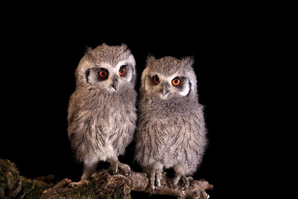 Southern white-faced owl (Ptilopsis granti), juvenile, two juveniles, siblings, at night, on guard, captive