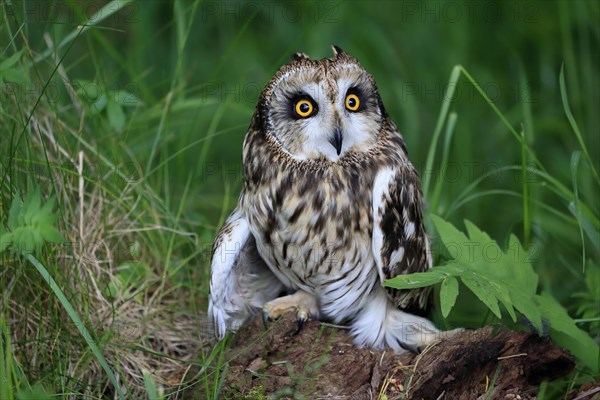 Short-eared owl (Asio flammeus), adult, on the ground, vigilant, Great Britain