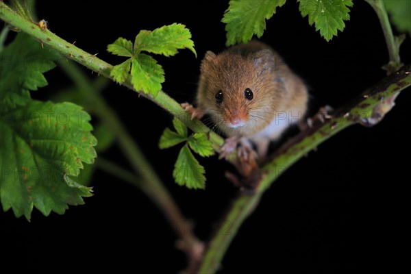 Eurasian harvest mouse (Micromys minutus), adult, on plant stalk, foraging, at night, Scotland, Great Britain