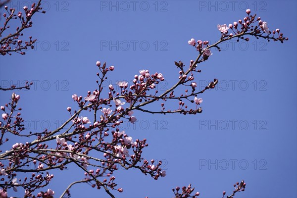 Beautiful blossom of an ornamental cherry, March, Germany, Europe