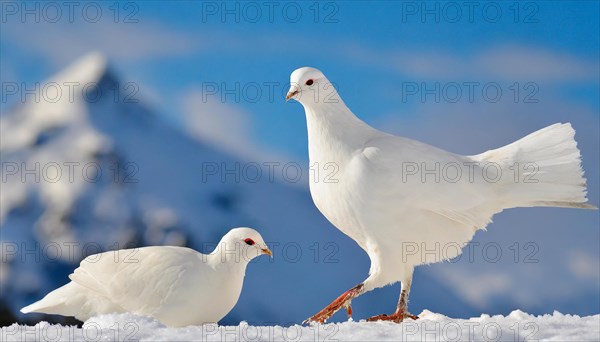 KI generated, A rock ptarmigan foraging in winter, white plumage, (Lagos muta), pheasants