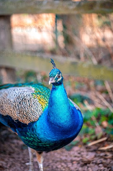 The peacock bird (Pavo cristatus) roams its territory, Leuna, Saxony-Anhalt, Germany, Europe