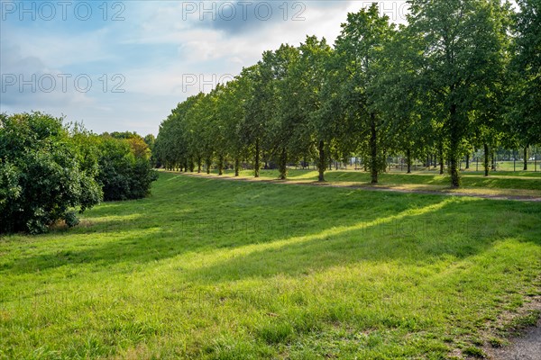 Avenue with rows of trees casts shade on the neighbouring green meadow