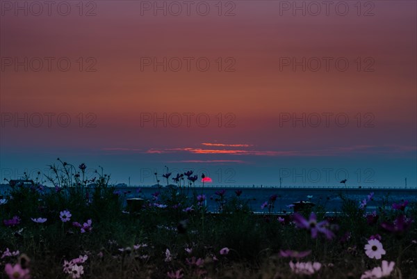 Field of flowers under a purple sky at sunset, evoking a tranquil feeling, in South Korea