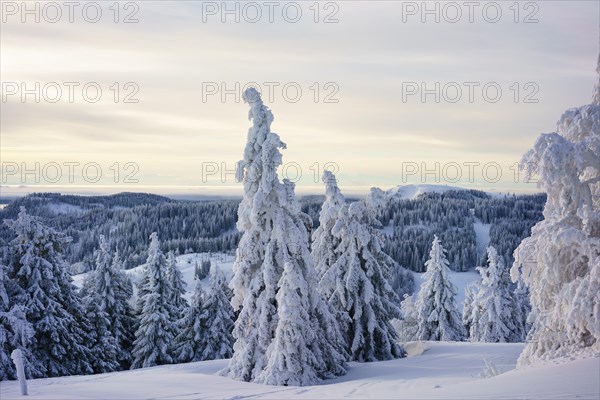 Winter on the Feldberg, Breisgau-Hochschwarzwald district, Baden-Wuerttemberg, Germany, Europe