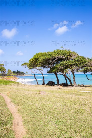 Nature in a special way, trees grow with the wind, a dreamlike landscape directly on the turquoise sea. Lonely sandy beaches in the Caribbean. Pointe Allegre on Basse Terre, Guadeloupe, French Antilles, North America