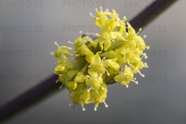 Cornelian cherry (Cornus mas), Speyer, Rhineland-Palatinate, Germany, Europe