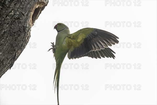 Rose-ringed parakeet (Psittacula krameri), flying, Speyer, Rhineland-Palatinate, Germany, Europe