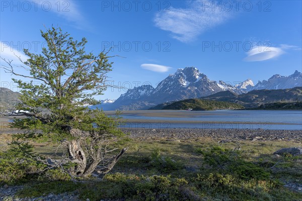 Shores of Lago Grey, Torres del Paine National Park, Parque Nacional Torres del Paine, Cordillera del Paine, Towers of the Blue Sky, Region de Magallanes y de la Antartica Chilena, Ultima Esperanza Province, UNESCO Biosphere Reserve, Patagonia, End of the World, Chile, South America