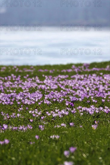 Crocus meadow by the Elbe, early March, Germany, Europe
