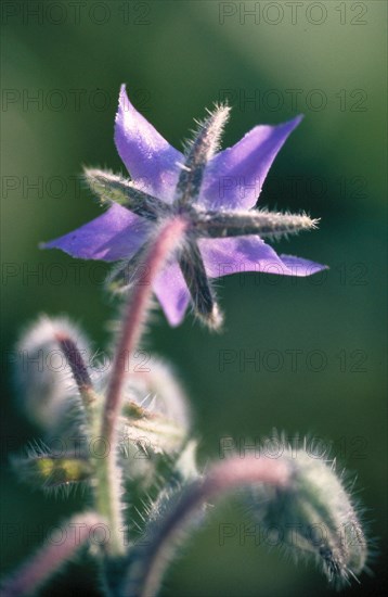 Close-up of a purple flower with a soft, blurred green background that conveys a calm mood Borage Borago officinalis