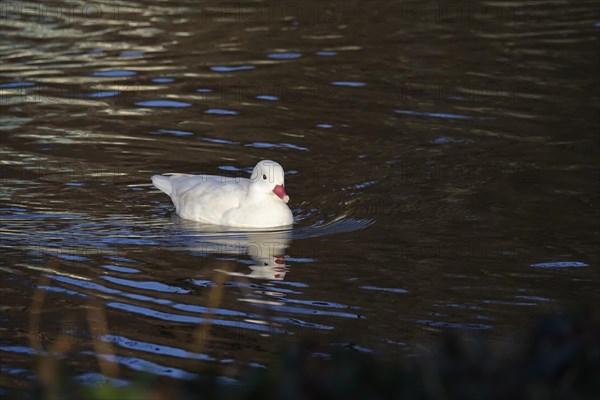 White female mandarin duck, March, Germany, Europe