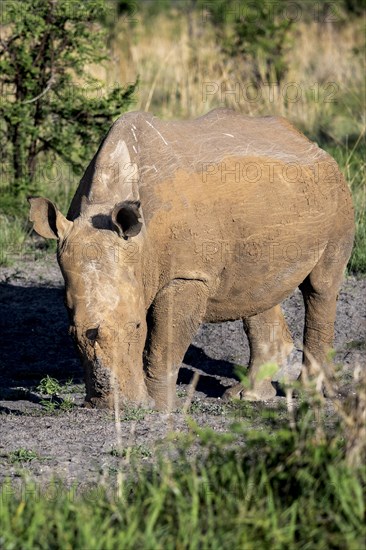 White rhinoceros (Ceratotherium simum), Madikwe Game Reserve, North West Province, South Africa, RSA, Africa