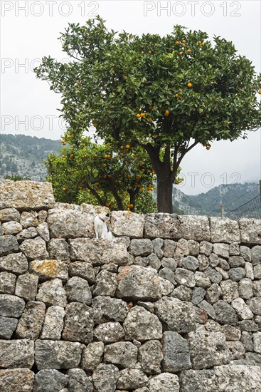 Citrus plantation and old stone wall, Fornalutx, Serra de Tramuntana, Majorca, Balearic Islands, Spain, Europe