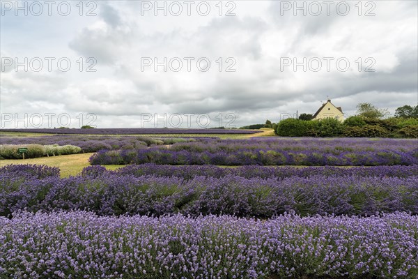 Lavender (Lavandula), lavender field on a farm, Cotswolds Lavender, Snowshill, Broadway, Gloucestershire, England, Great Britain