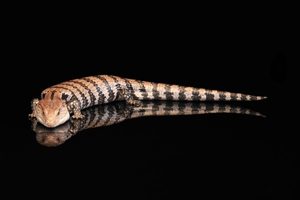 Indonesian blue-tongued skink (Tiliqua gigas), adult, captive, Indonesia, Asia