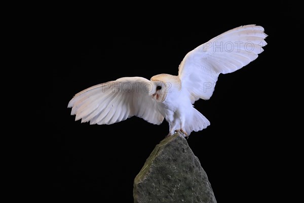 Barn owl, (Tyto alba), adult, on rocks, calling, flying up, at night, Lowick, Northumberland, England, Great Britain