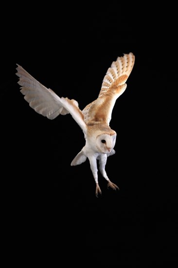 Barn Owl, (Tyto alba), adult, flying, at night, Lowick, Northumberland, England, Great Britain