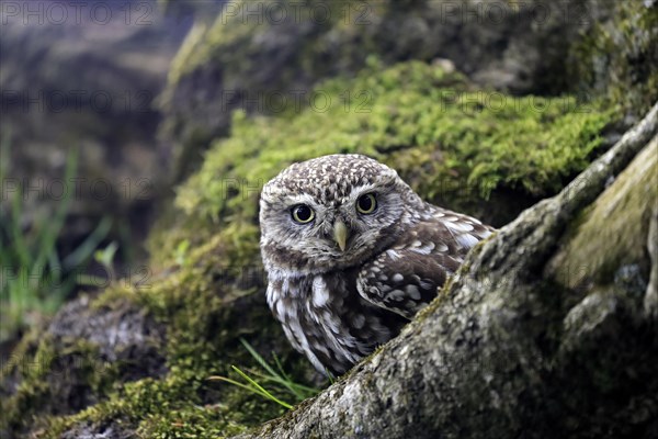 Little owl (Athene noctua), (Tyto alba), adult, on tree trunk, alert, portrait, Lowick, Northumberland, England, Great Britain