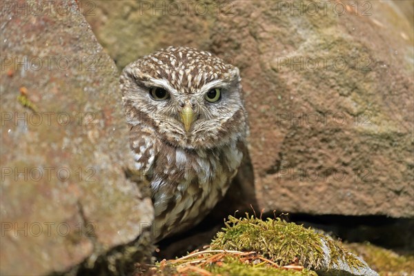 Little owl (Athene noctua), (Tyto alba), adult, at breeding den, alert, portrait, Lowick, Northumberland, England, Great Britain