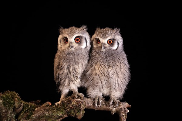 Southern white-faced owl (Ptilopsis granti), juvenile, two juveniles, siblings, at night, on guard, captive