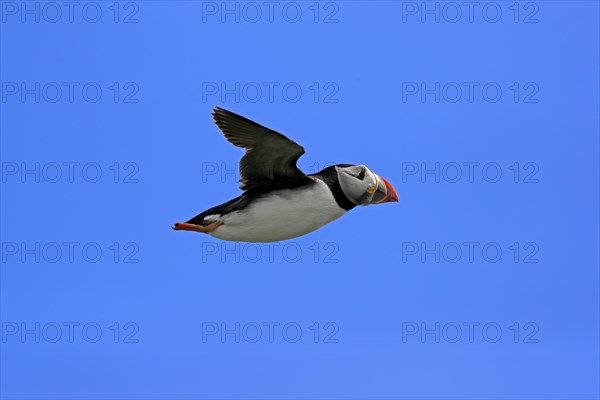 Puffin (Fratercula arctica), adult, flying, Farne Islands, England, Great Britain