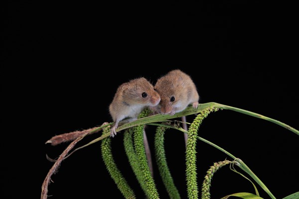 Eurasian harvest mouse (Micromys minutus), adult, two, pair, on plant stalks, spikes, foraging, at night, Scotland, Great Britain