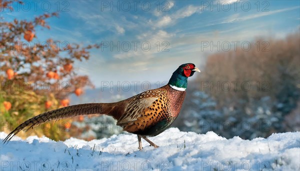 KI generated, A pheasant (Phasianus colchicus), one, individual, sideways, chicken birds, male, cock