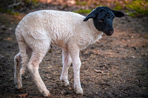 A young domestic sheep (Ovis aries) with white fur and black head, Leuna, Saxony-Anhalt, Germany, Europe