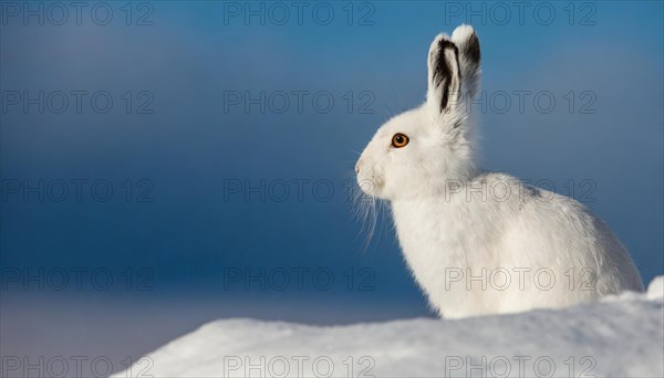 AI generated, A snow hare in winter, (lepus timidus)