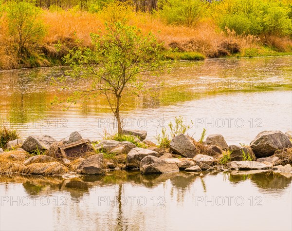 Tranquil lakeside featuring rocks and a young tree with hints of spring growth, in South Korea