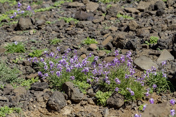 Bolles Levkoje (Matthiola bolleana), endemic plant on Fuerteventura, Canary Island, Spain, Europe