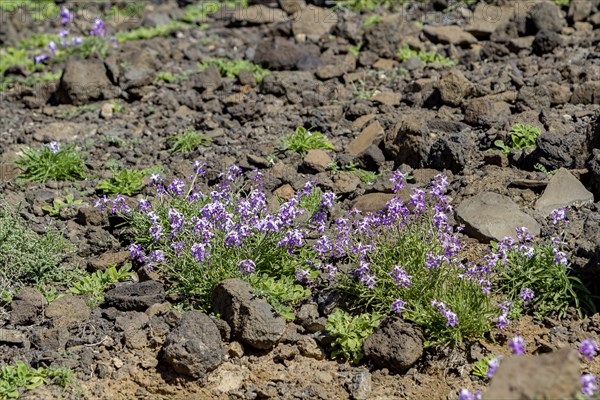 Bolles Levkoje (Matthiola bolleana), endemic plant on Fuerteventura, Canary Island, Spain, Europe