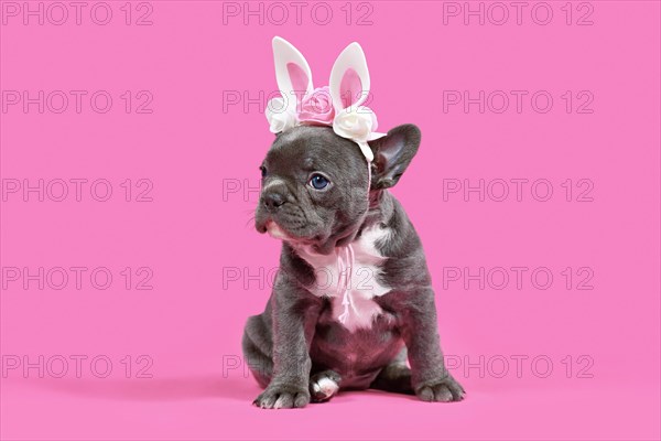 French Bulldog dog puppy with Easter ears on pink background