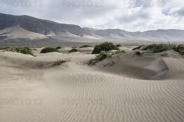 Dune landscape, Playa de Famara, Lanzarote, Canary Islands, Spain, Europe