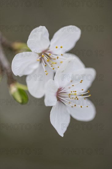 Myrobolane (Prunus cerasifera), blossom, Speyer, Rhineland-Palatinate, Germany, Europe