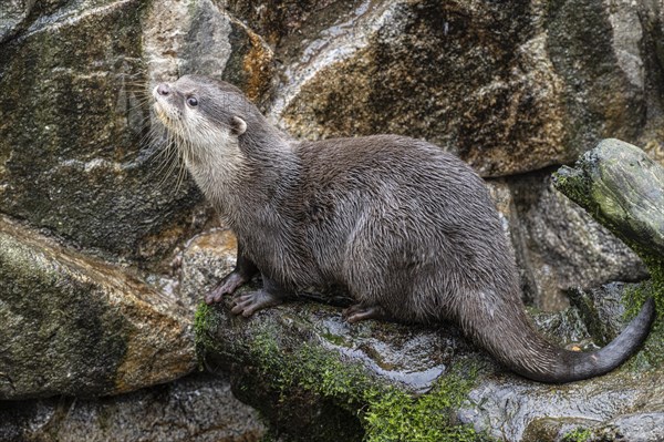 Dwarf otter, Asian oriental small-clawed otter (Aonyx cinerea), Heidelberg Zoo, Baden-Wuerttemberg, Germany, Europe