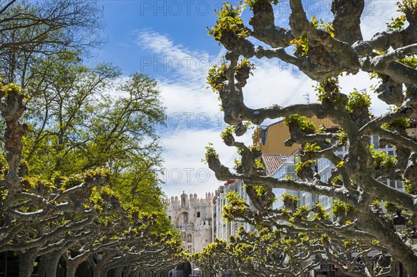 Promenade with plane trees, old town, monument, travel, tourism, city trip, Burgos, Spain, Europe