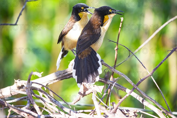 Reed warbler (Donacobius atricapillus) Pantanal Brazil