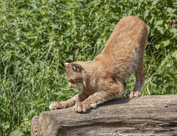 Eurasian lynx (Lynx lynx) standing on a tree trunk and sharpening its claws, captive, Germany, Europe