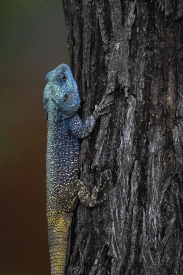 Blue-throated Agama (Acanthocercus atricollis), Madikwe Game Reserve, North West Province, South Africa, RSA, Africa