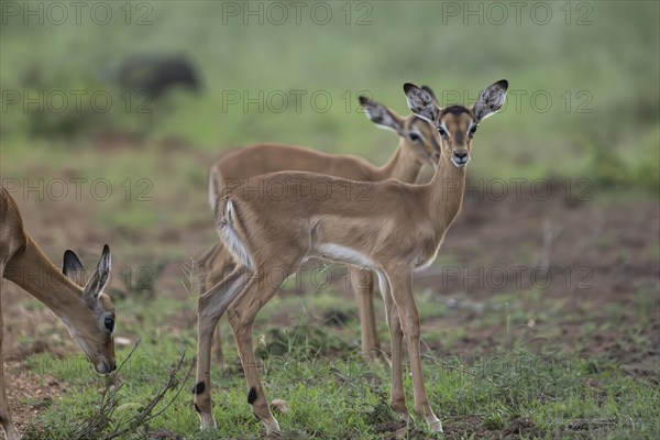 Black Heeler Antelope or Impala (Aepyceros melampus) herd with young, nursery, Madikwe Game Reserve, North West Province, South Africa, RSA, Africa