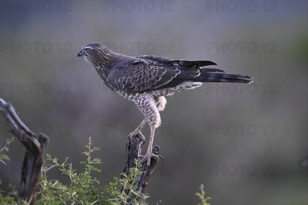 Silver Singing Goshawk, also known as pale chanting goshawk (Melierax canorus) juvenile, Madikwe Game Reserve, North West Province, South Africa, RSA, Africa
