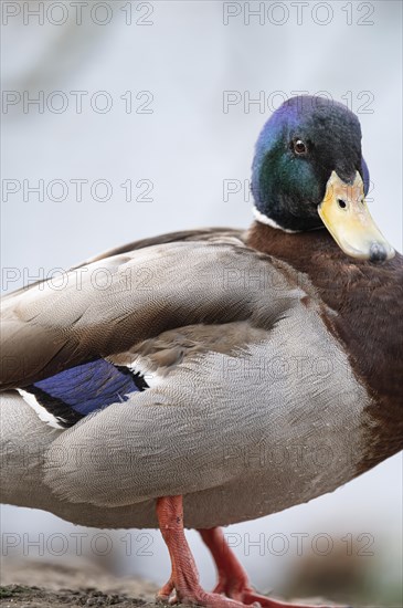Mallard (Anas platyrhynchos) male, frontal close-up full body, standing in the ground, section, Rombergpark, Dortmund, Germany, Europe