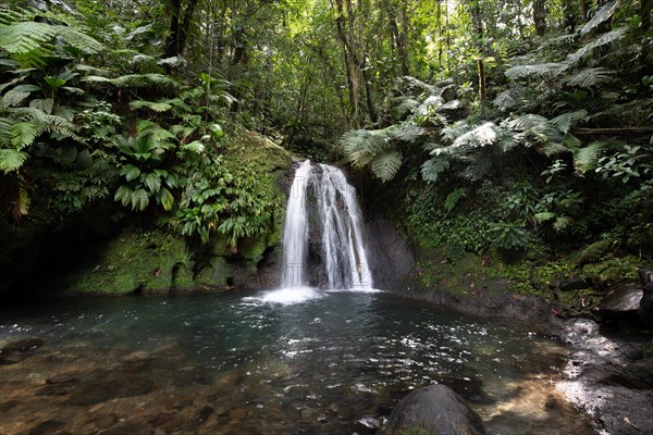 Pure nature, a waterfall with a pool in the forest. The Ecrevisses waterfalls, Cascade aux ecrevisses on Guadeloupe, in the Caribbean. French Antilles, France, Europe