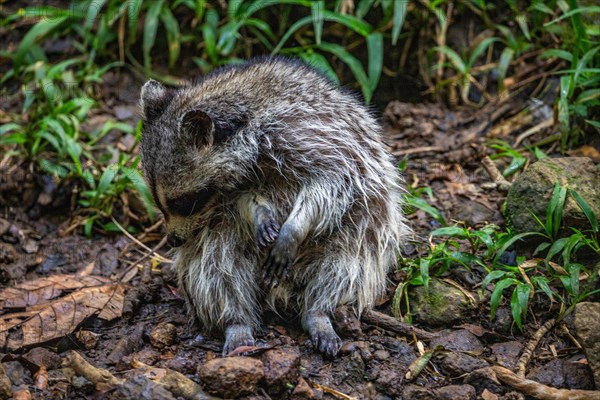 Raccoon in natural environment, close-up, portrait of the animal on Guadeloupe au Parc des Mamelles, in the Caribbean. French Antilles, France, Europe